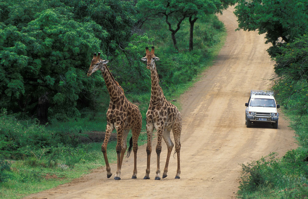 Hluhluwe Imfolozi Game Reserve 011